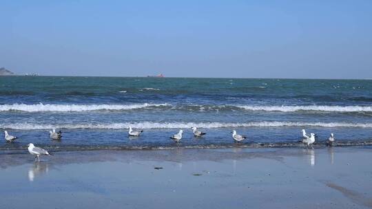 4K蓝天大海沙滩海鸥飞翔生态保护