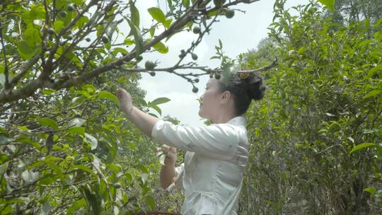 少数民族美女爬古树茶古茶树春茶普洱茶采茶