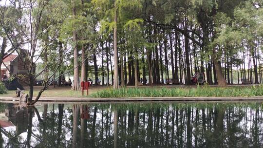 清澈湖水旁树木