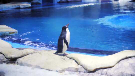 水族馆里的企鹅甩头