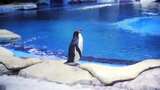 水族馆里的企鹅甩头高清在线视频素材下载