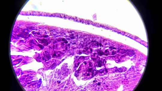 涡虫切片显微镜观察