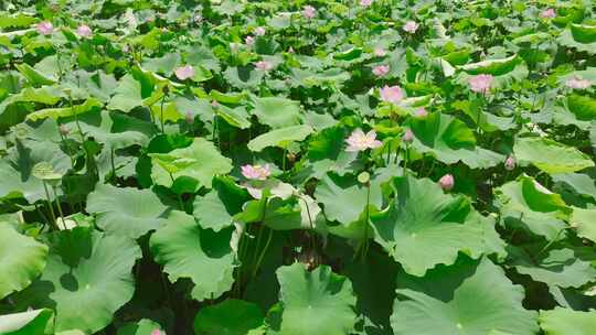 运河荷花池