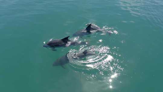 航拍海豚在大海活动视频素材模板下载