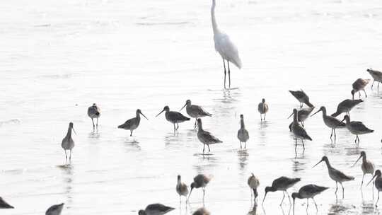 深圳湾飞行觅食的黑尾塍鹬群、鹬鸻群、鸟群