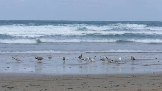 海鸥在海边觅食