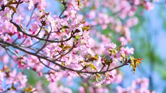 春天盛开的粉色碧桃桃花花朵特写视频素材模板下载