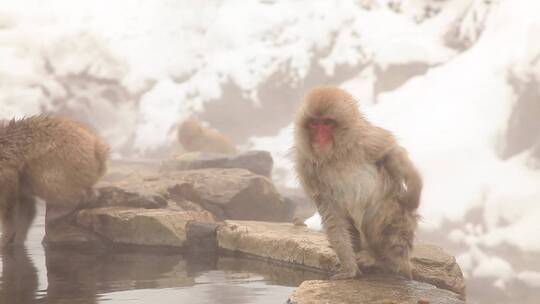 温泉里的雪猴