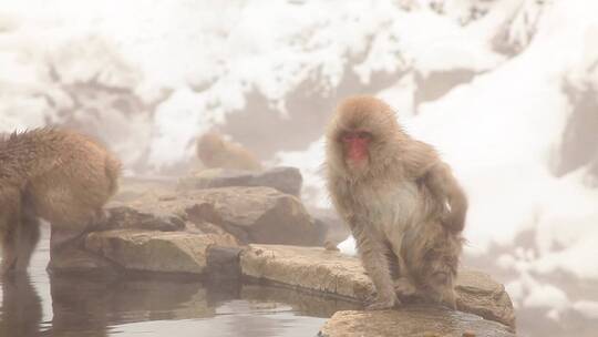 温泉里的雪猴视频素材模板下载