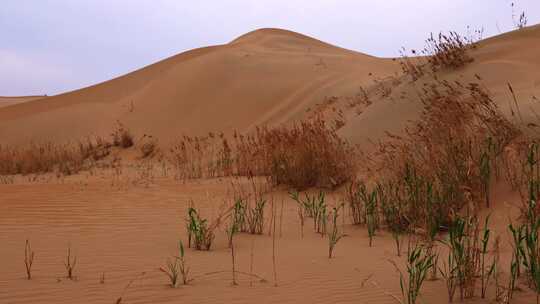 沙漠治理荒漠中的植物顽强生长