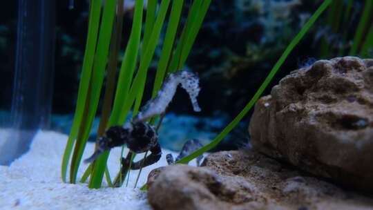 水族馆里的海马