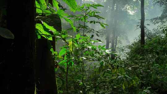 云南森林航拍植物植被自然风景晨曦云雾