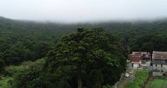 茶园 茶叶 茶 茶山
