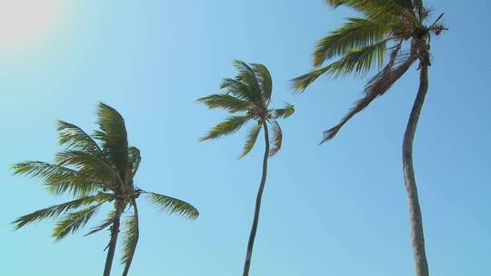 风中吹拂的棕榈树的低矮景色视频素材模板下载
