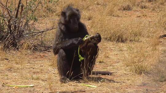 狒狒坐在田野里吃芹菜视频素材模板下载