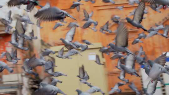 加德满都杜巴广场格子起飞视频素材模板下载