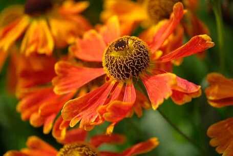 花园的晨曦 梦幻 希望 清新 新世纪