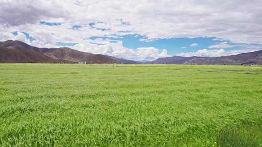 4K青稞-丰收-电影-宣传片形象片