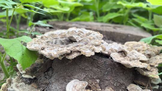森林毒蘑菇