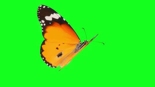 绿幕上的蝴蝶