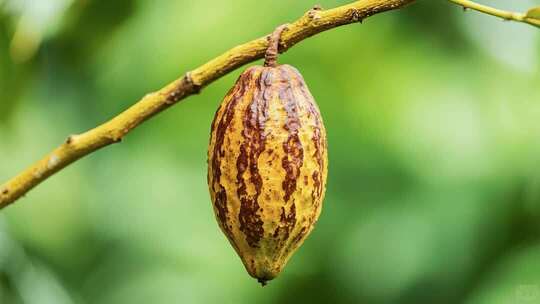 树枝上的可可果实特写