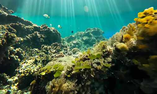 海洋海底世界 大海珊瑚海底世界 (1)