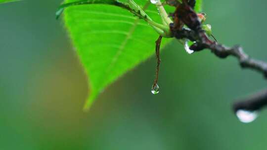 树叶雨滴