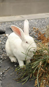 一只可爱的小白兔在吃草的特写镜头