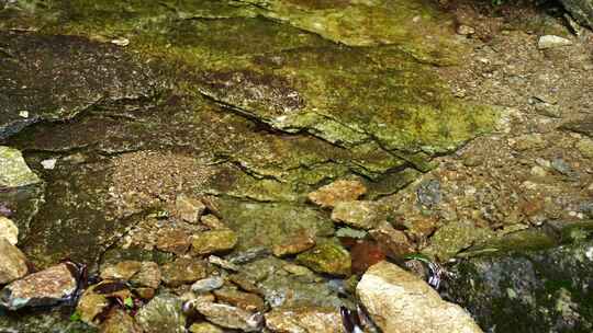 森林流水大自然小溪水瀑布山涧水源泉水山水