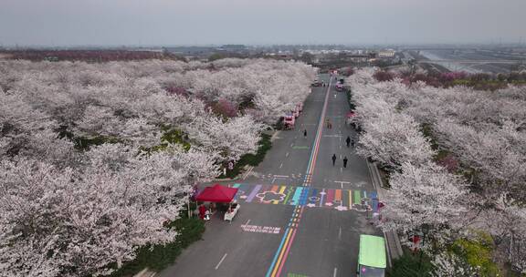 孤柏渡飞黄旅游区樱花园鲜花盛开