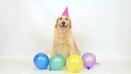 狗狗坐在气球前拍照