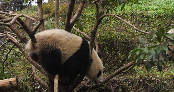 两只树上玩耍的大熊猫