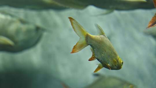 泰国鲫双线鲫鱼水族馆鱼类热带鱼特写