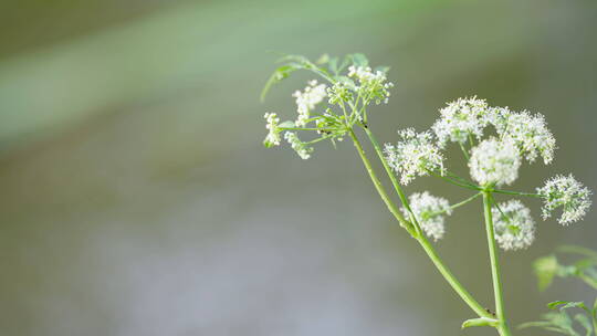 河边野花昆虫