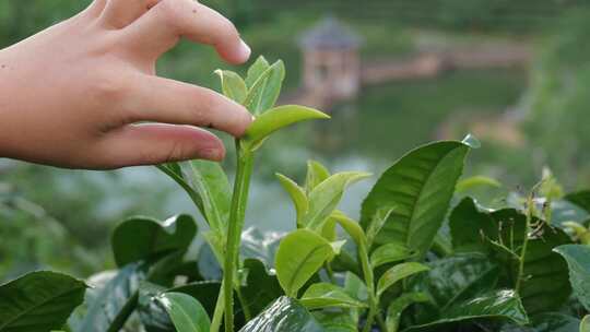 春茶茶叶茶山茶园采茶