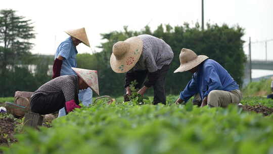 农民田间劳动种植蔬菜蔬菜大棚里的蔬菜草莓