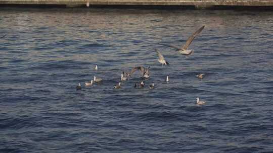 高清4k海鸥海鸟海峡