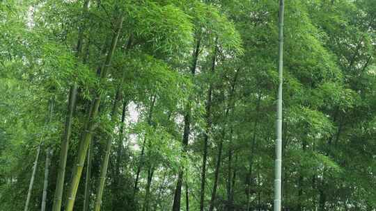 下雨天竹林景观特写，竹节挺拔竹叶繁茂