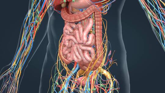 3D人体解剖肠道肝胆肾脏消化系统动画