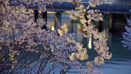 城市樱花街道傍晚樱花