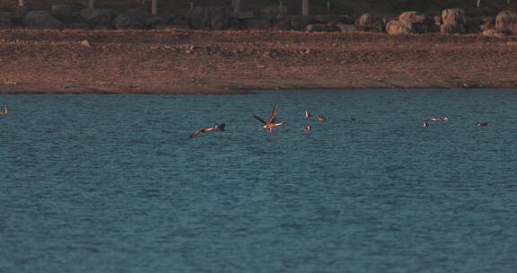 一群鸿雁水面上飞翔慢动作