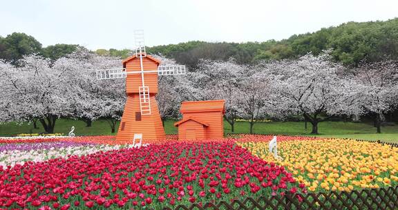 春天樱花郁金香花海风车春回大地空镜素材