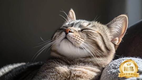 萌猫图鉴猫咪合集治愈瞬间猫的可爱日常