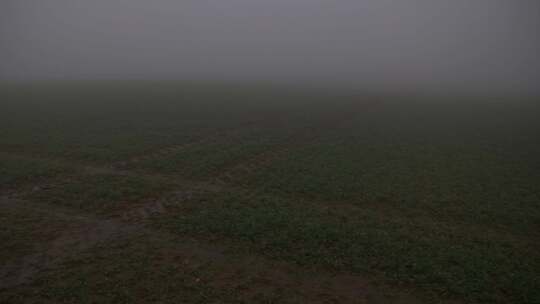 秋天神秘薄雾中的麦田