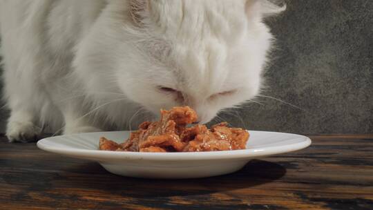猫吃猫粮视频素材模板下载