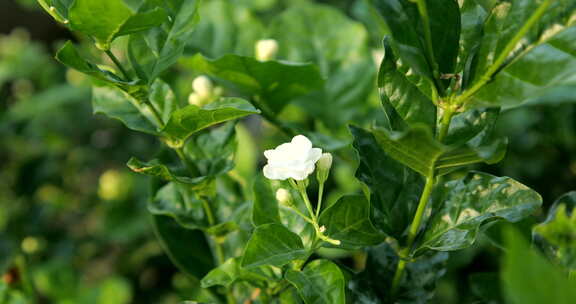 茉莉花，花地