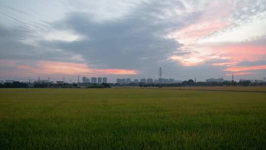 朝霞下的稻田田园风光延时