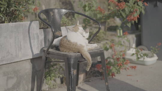 A7S3 SLOG3升格素材 外景 猫咪晒太阳