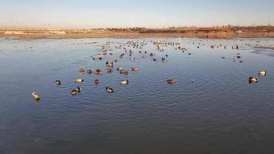 航拍鸟类栖息地 航拍鸟 湿地 航拍湿地