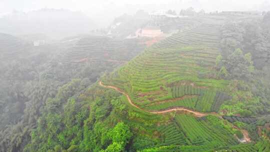 四川雅安大地指纹茶山茶园日出晨雾航拍